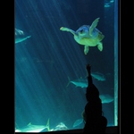 Blízke stretnutie iného druhu