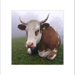 ... a rána sú tu chladné