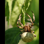 Tučná pani Pavúková