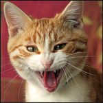 Keď vyrastiem, budem tiger !!!