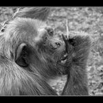 ** zubní hygiena **