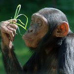 Sníst či nesníst, to je oč tu běží