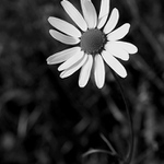 ...šestnáctikráska...