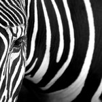 ...smutný pohled pruhované krásky...