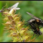 Pojď se kouknou,ty mouchy už zase řádí.