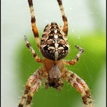 Tak kde je nějaká ta moucha.