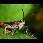 ...auuu, to píchá...