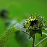 Letos už se nestihnu probudit...