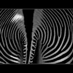 ...taky pohled pruhované krásky...