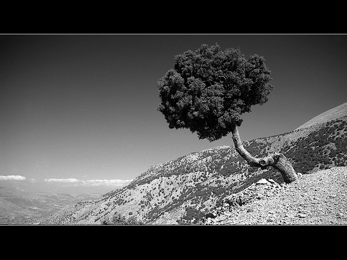 The Crying Tree of Mercury