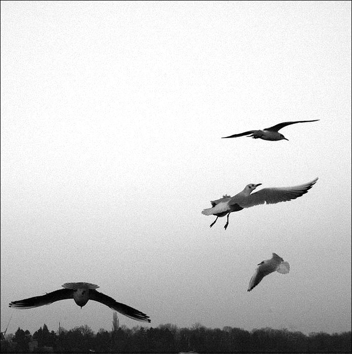.: I\'M LIKE A BIRD :.