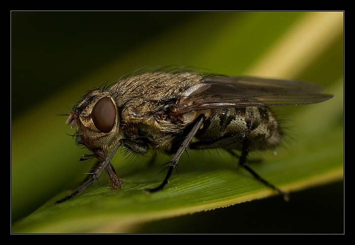 ...jen tak si saju...