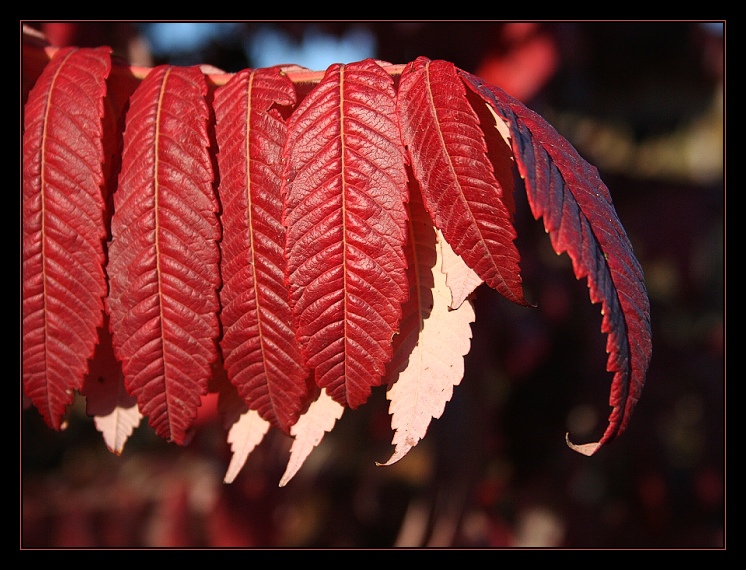 \"Rudý říjen\" ;-)