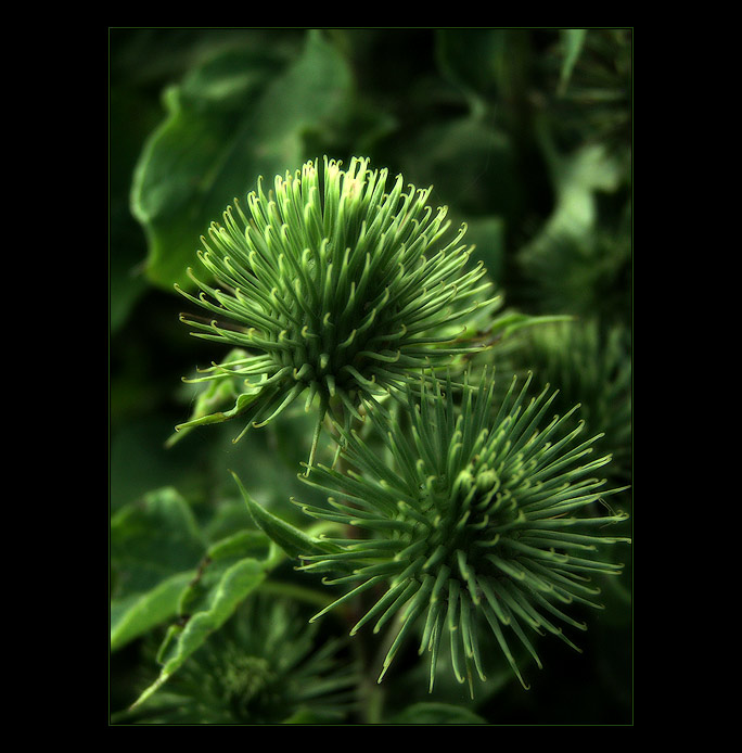 - green influence II. -
