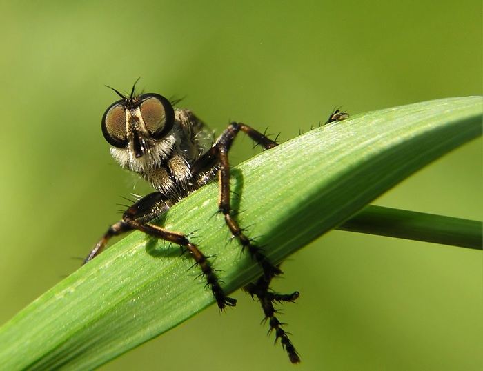 Vyhlížení kořisti