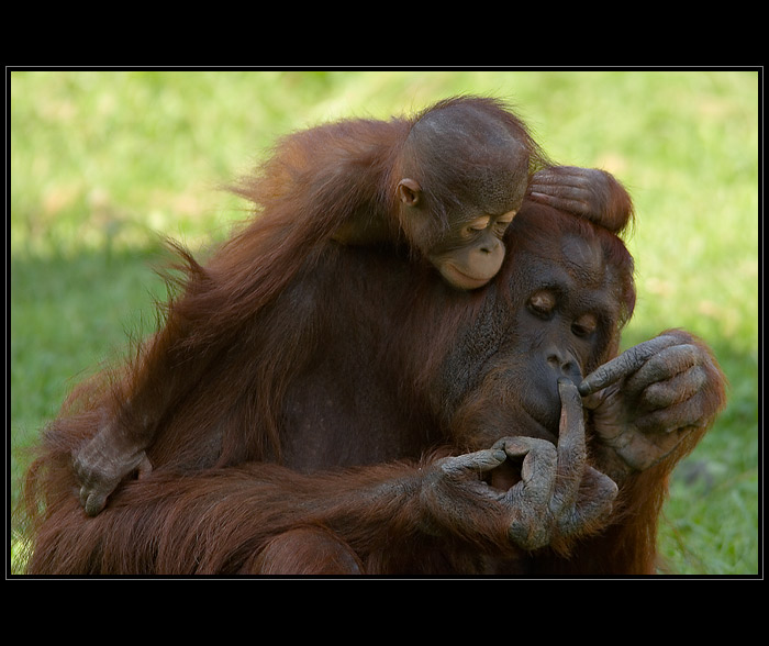 A co to ukazuješ, mami?