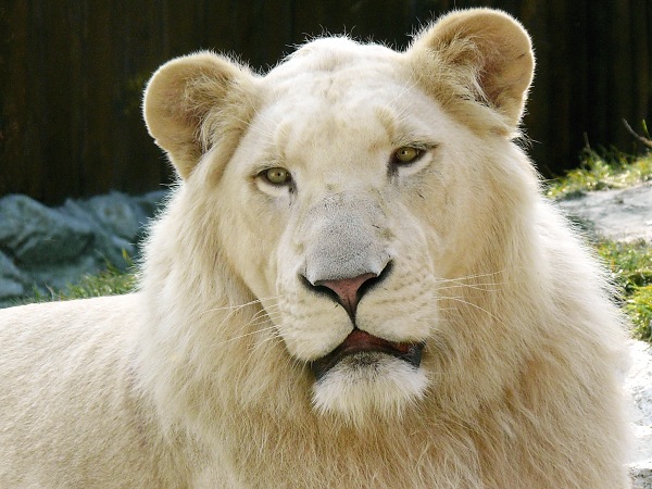 White Lion