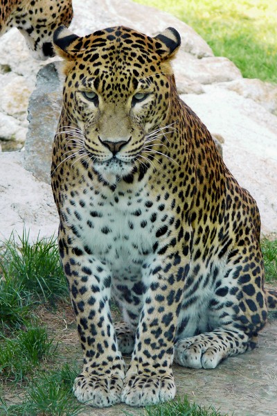 Leopard cejlónsky II