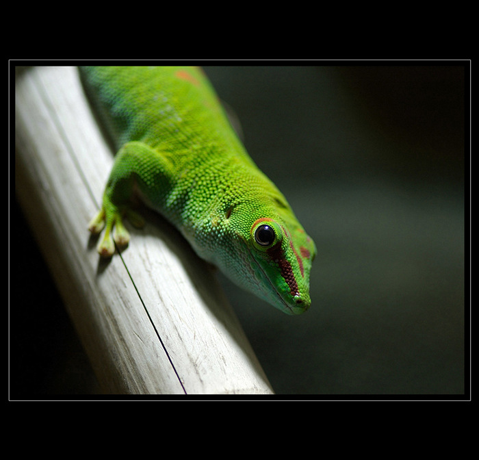 Phelsuma madagaskarská (Phelsuma madagascariensis grandis)