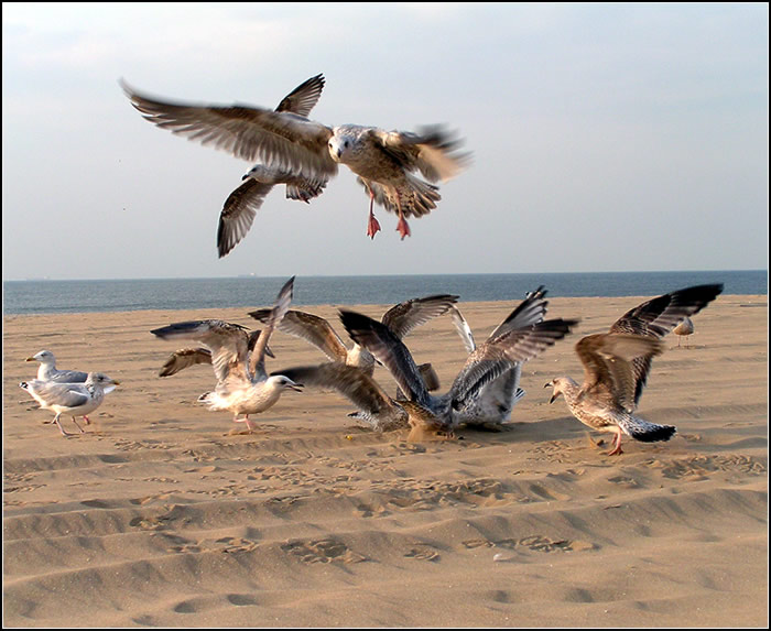 Nekrmte na pláži racky! Jsou hrozný!