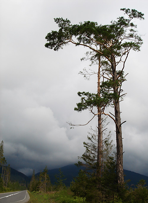A Tree by the Road