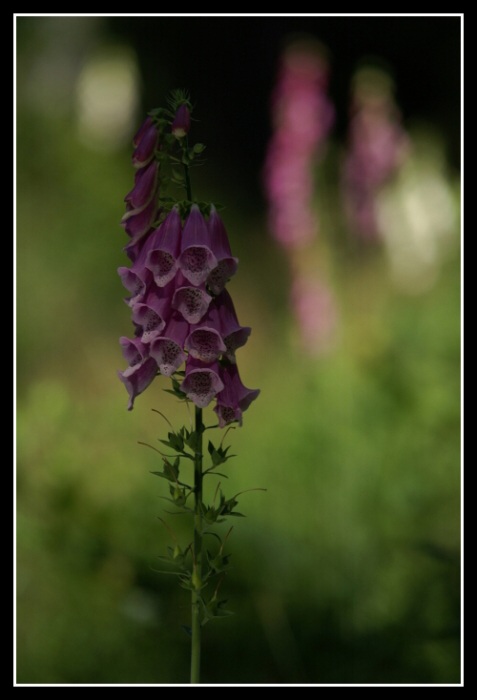 Digitalis