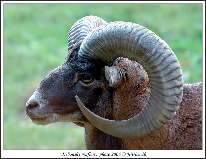 Muflon