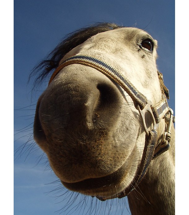 usmívající se kůň bez uší...