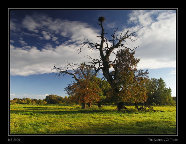 Paměť stromů | The Memory Of Trees