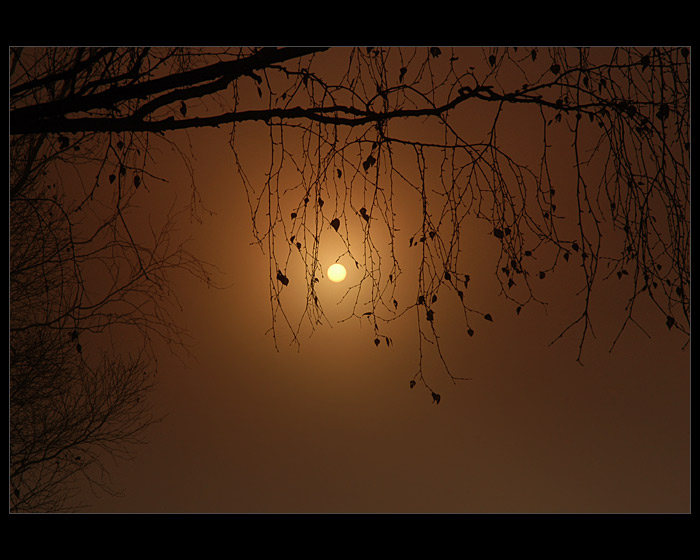 Betula pendula et Stella proxima