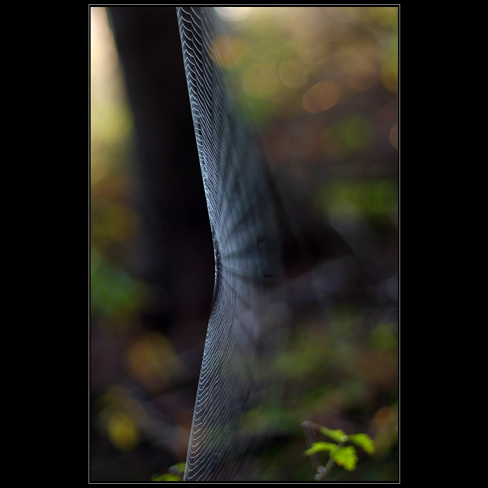 Pavučina