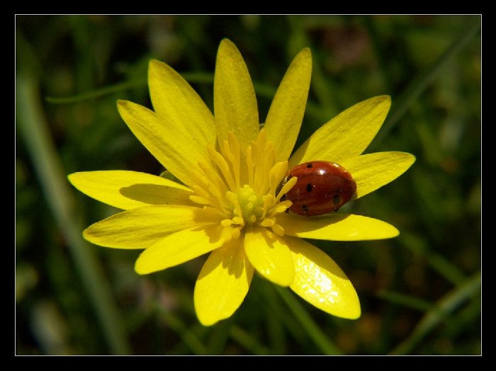 Radost
