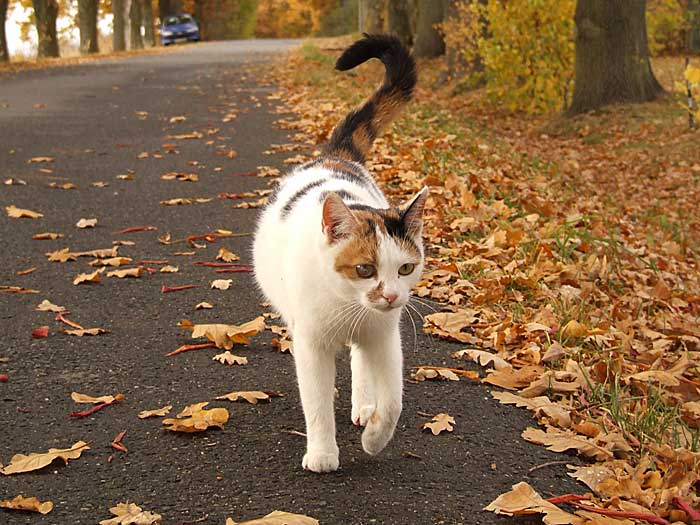 Podzimní kočka :)