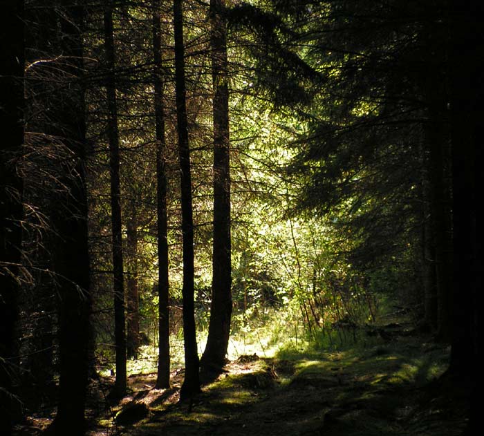 Stíny lesa tajemné