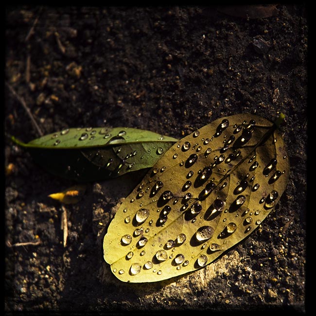 -= Tears of Autumn =-