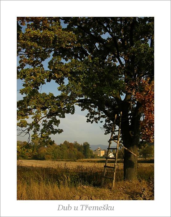 Dub u Třemešku