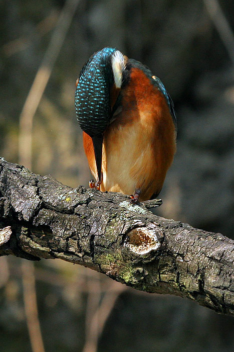 Ledňáček říční  (Alcedo atthis)