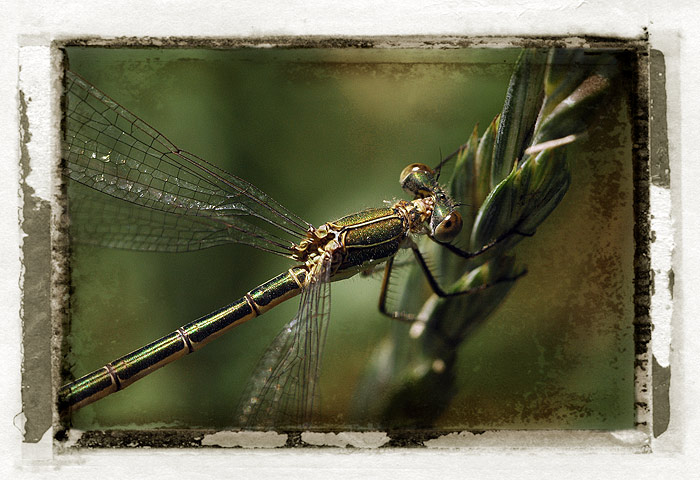 Dragonfly