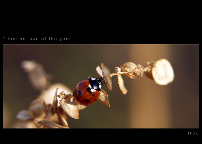 * last hot sun of the year