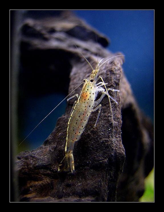 Caridina Japonica (1)