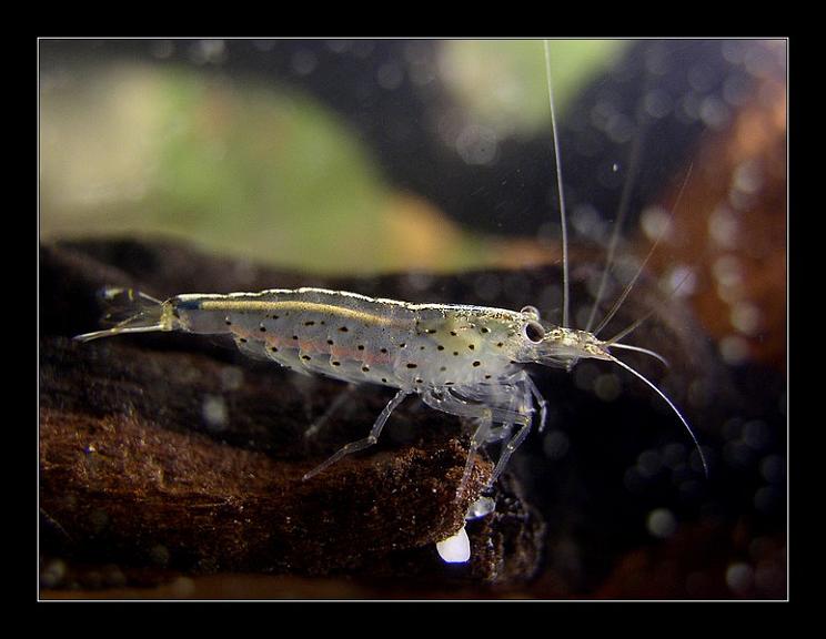 Caridina Japonica (2)