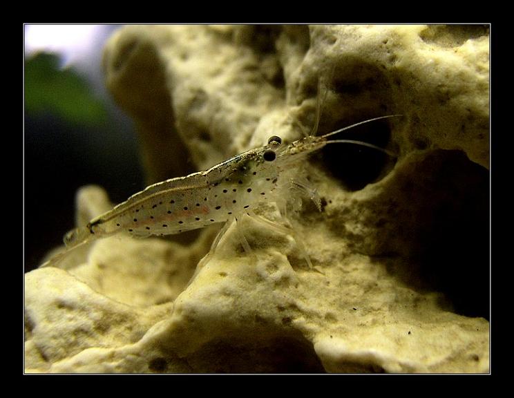Caridina Japonica (3)