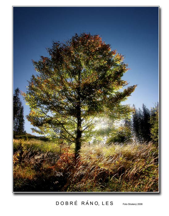 Dobré ráno, les