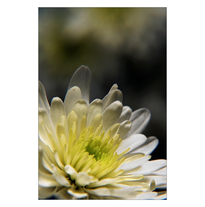 ...lístečkové něžnosti...