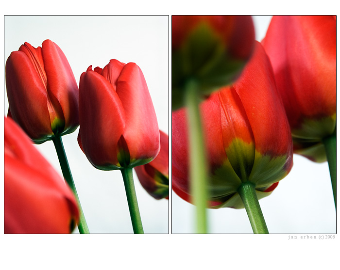Tulipány