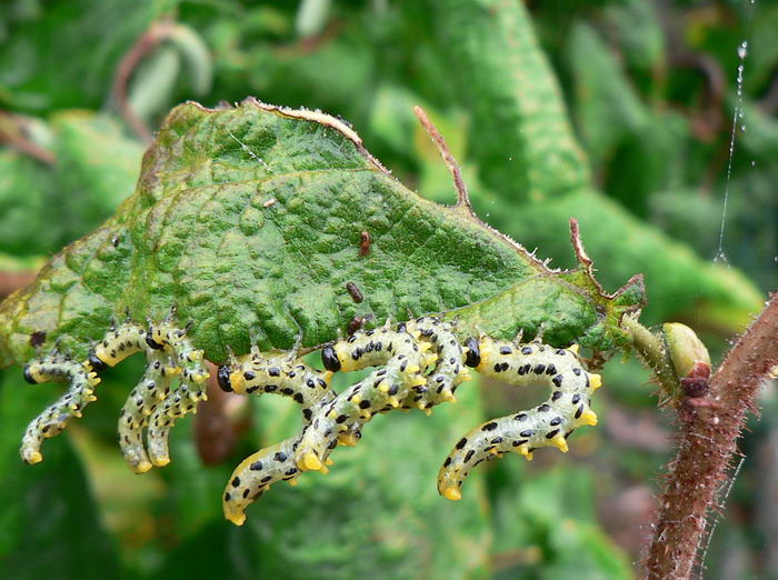 arti S S S S S S S ti