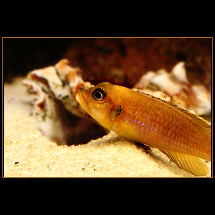 Neolamprologus ocelatus gold