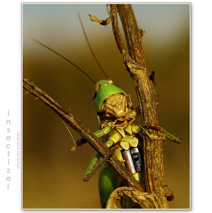 ...insectizer...