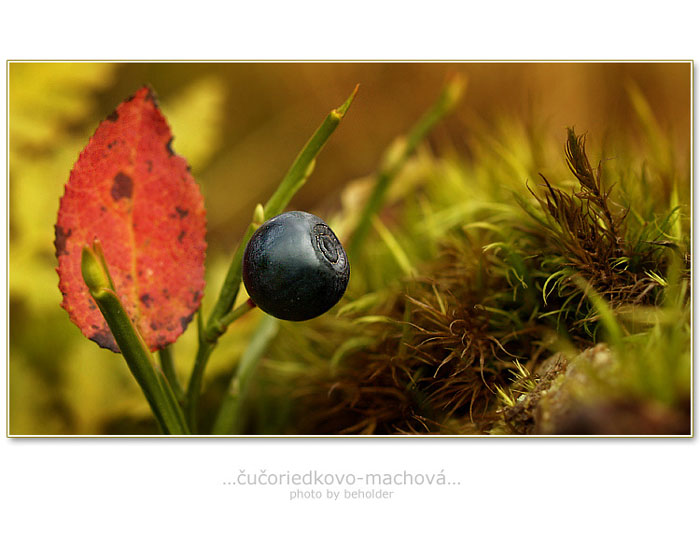 ...čučoriedkovo-machová...