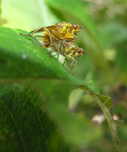 Ze života hmyzu :-)
